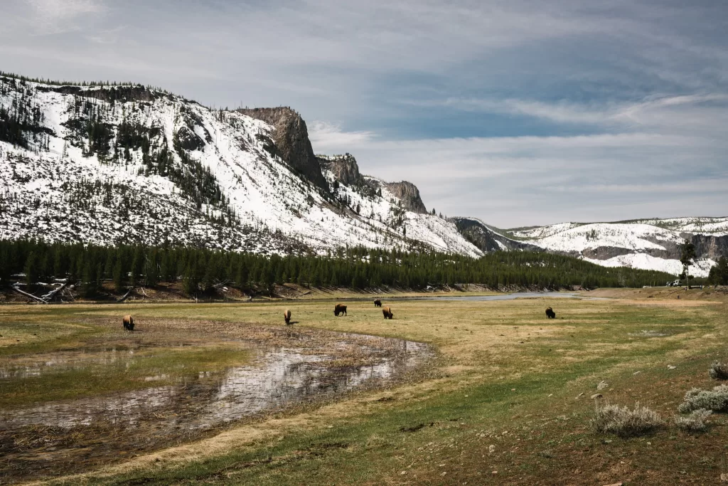 Yellowstone, Montana